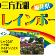 実績4